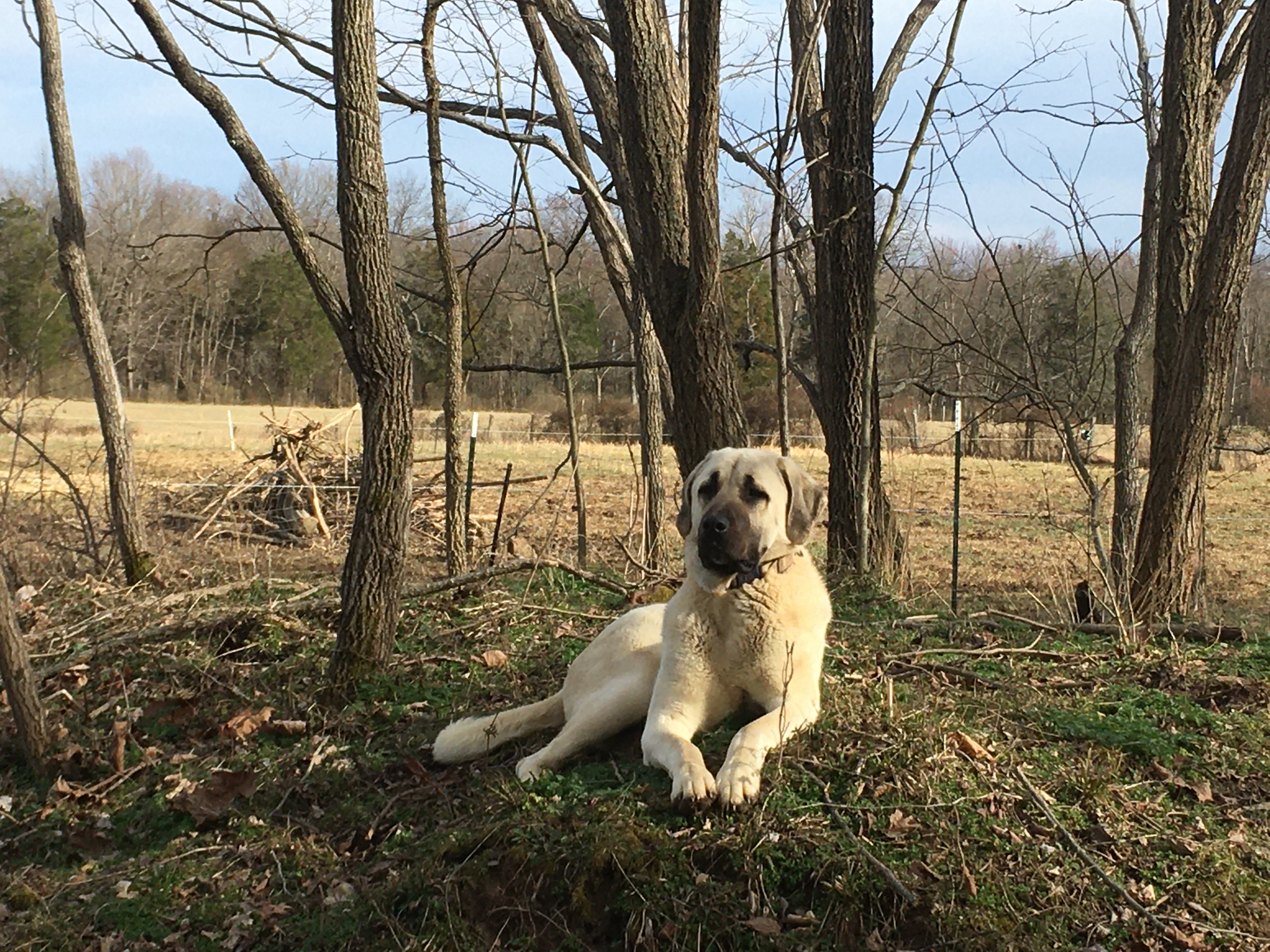 Jake the Wonder Dog