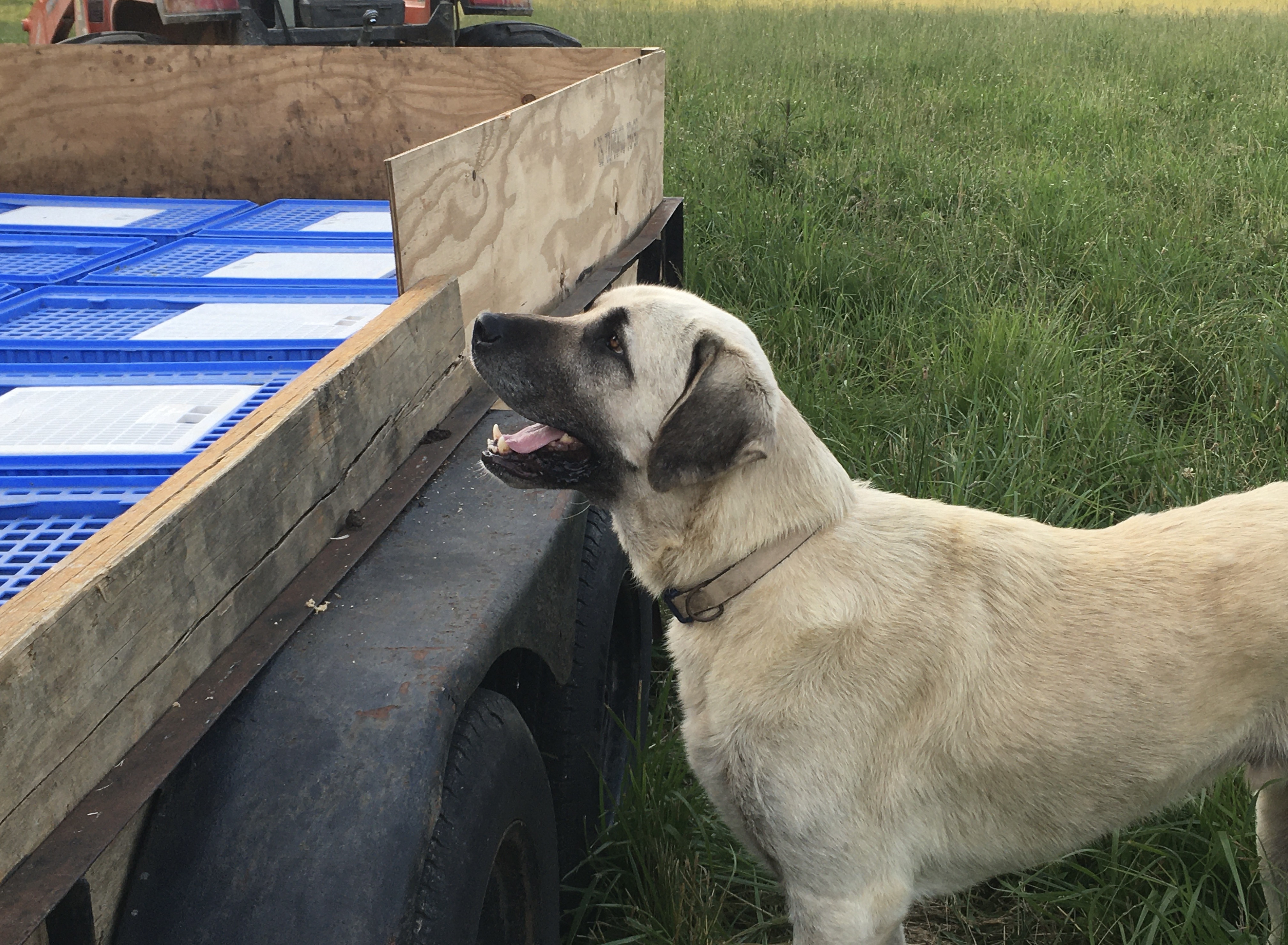 Jake the Wonder Dog