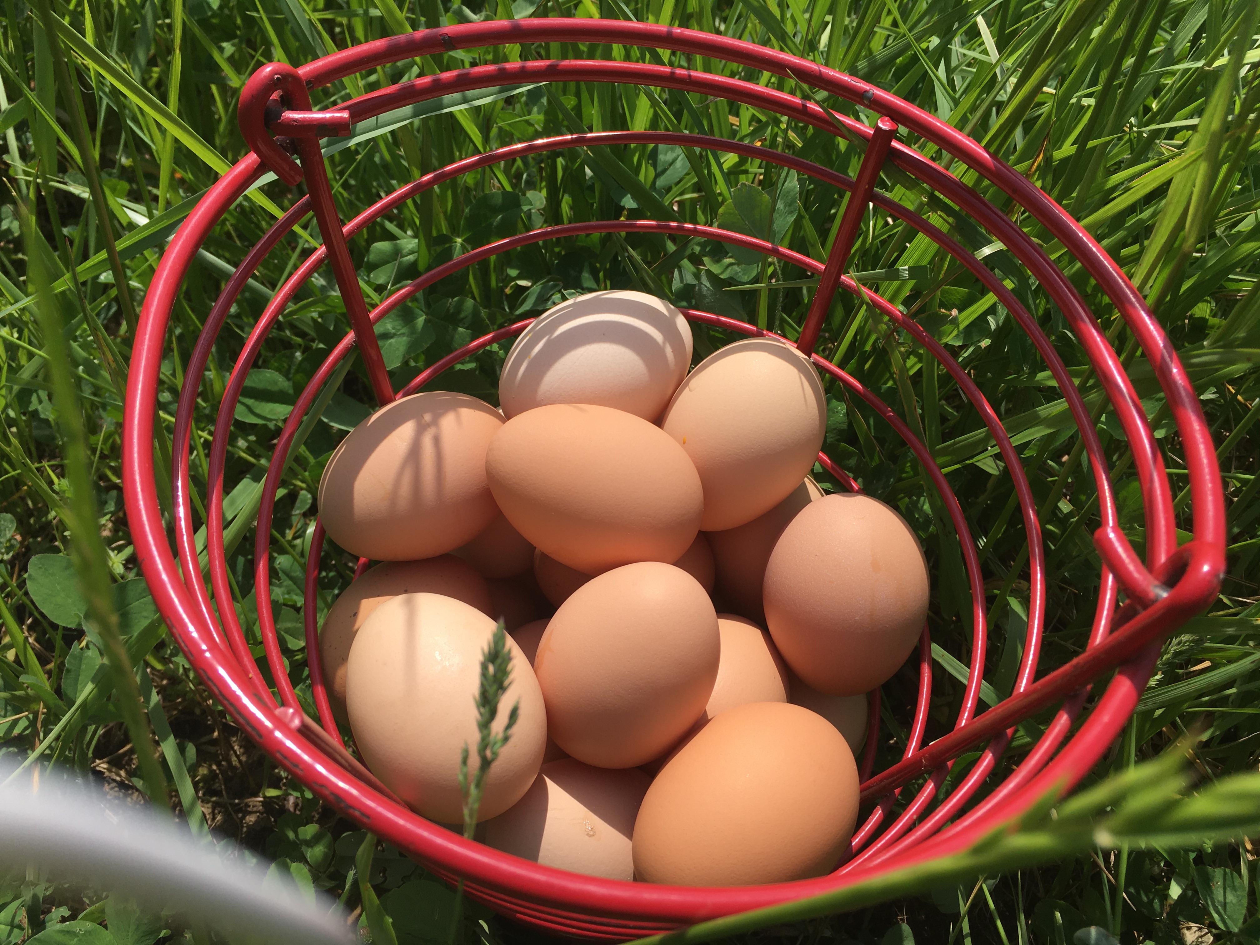 Happy Chickens Making Pasture Raised Eggs